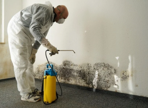 Eliminating Musty Damp Odors in Finished Lower Levels: Top Carpet Cleaning Service in Washington Township, MI